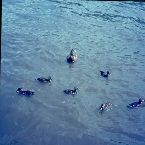 Historische foto van Baggerbedrijf Trip